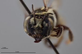 Media type: image;   Entomology 16269 Aspect: head frontal view